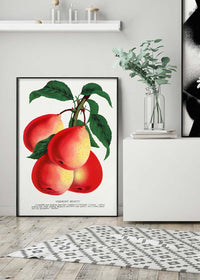 Vermont Beauty pear Vintage Lithograph Print