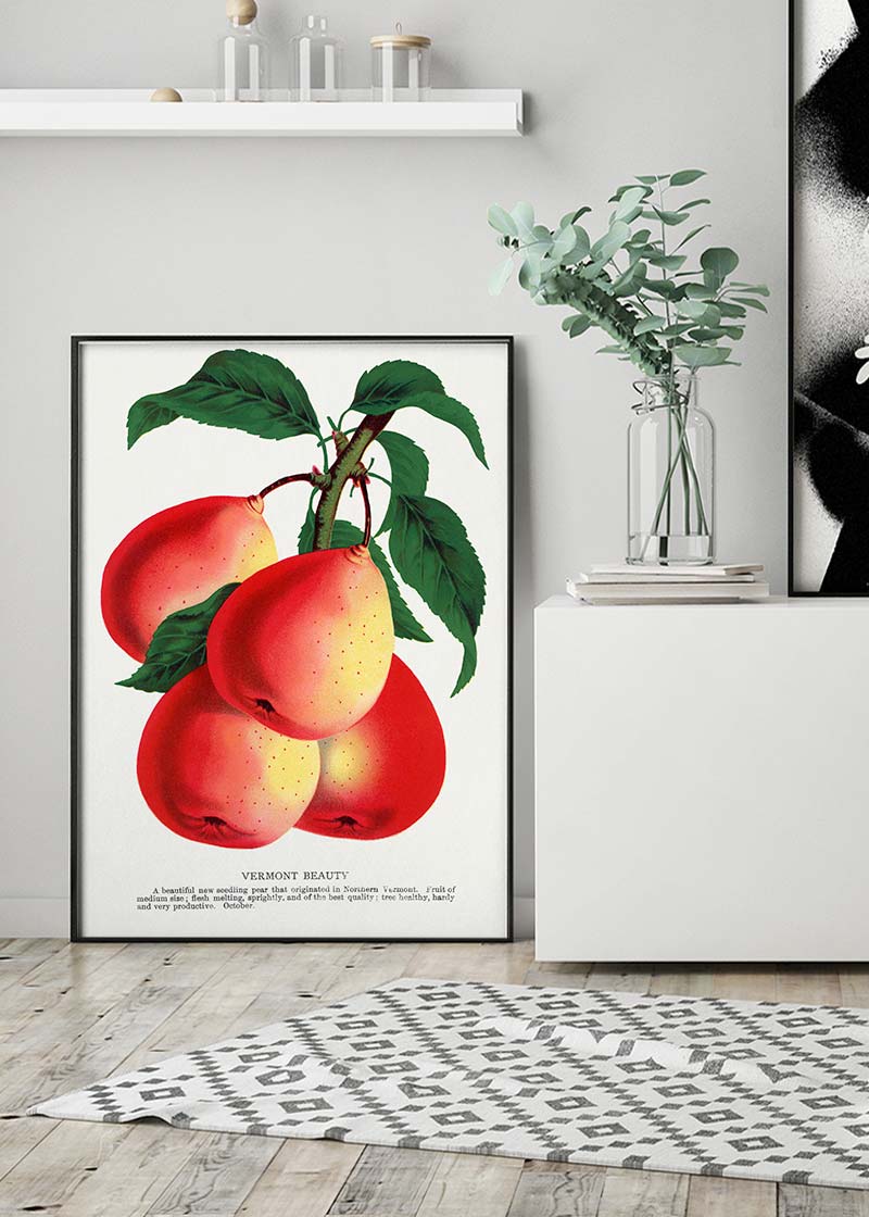 Vermont Beauty pear Vintage Lithograph Print