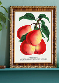 Vermont Beauty pear Vintage Lithograph Print