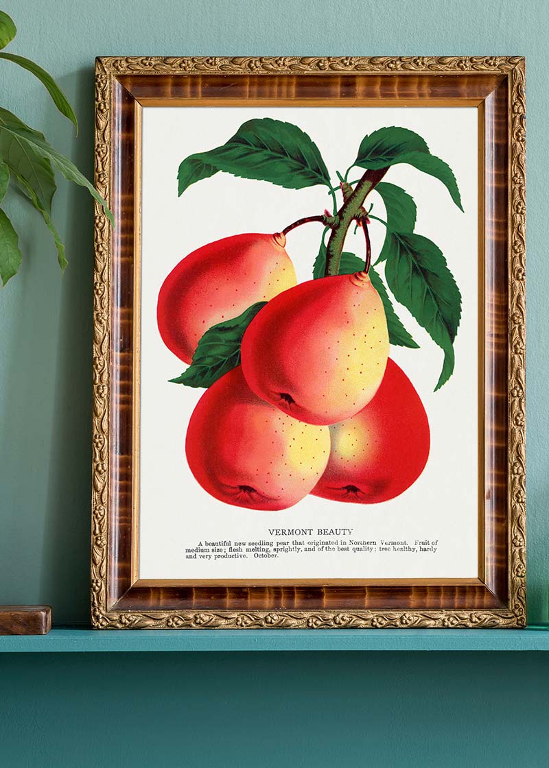 Vermont Beauty pear Vintage Lithograph Print