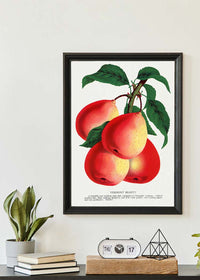 Vermont Beauty pear Vintage Lithograph Print