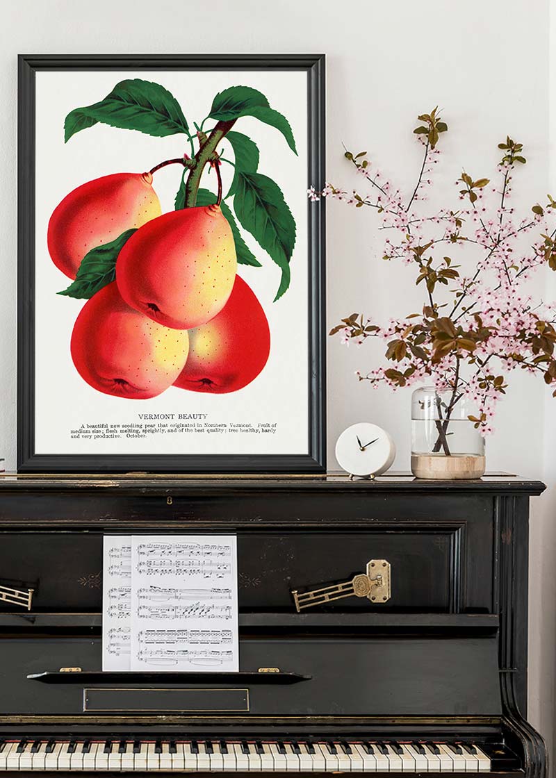 Vermont Beauty pear Vintage Lithograph Print