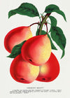 Vermont Beauty pear Vintage Lithograph Print