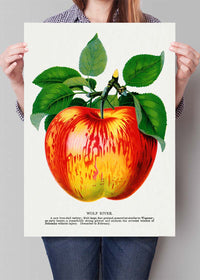 Wolf River Apple Lithograph Print