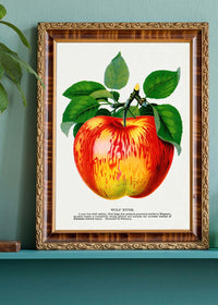 Wolf River Apple Lithograph Print