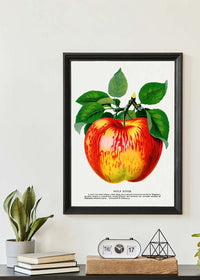 Wolf River Apple Lithograph Print