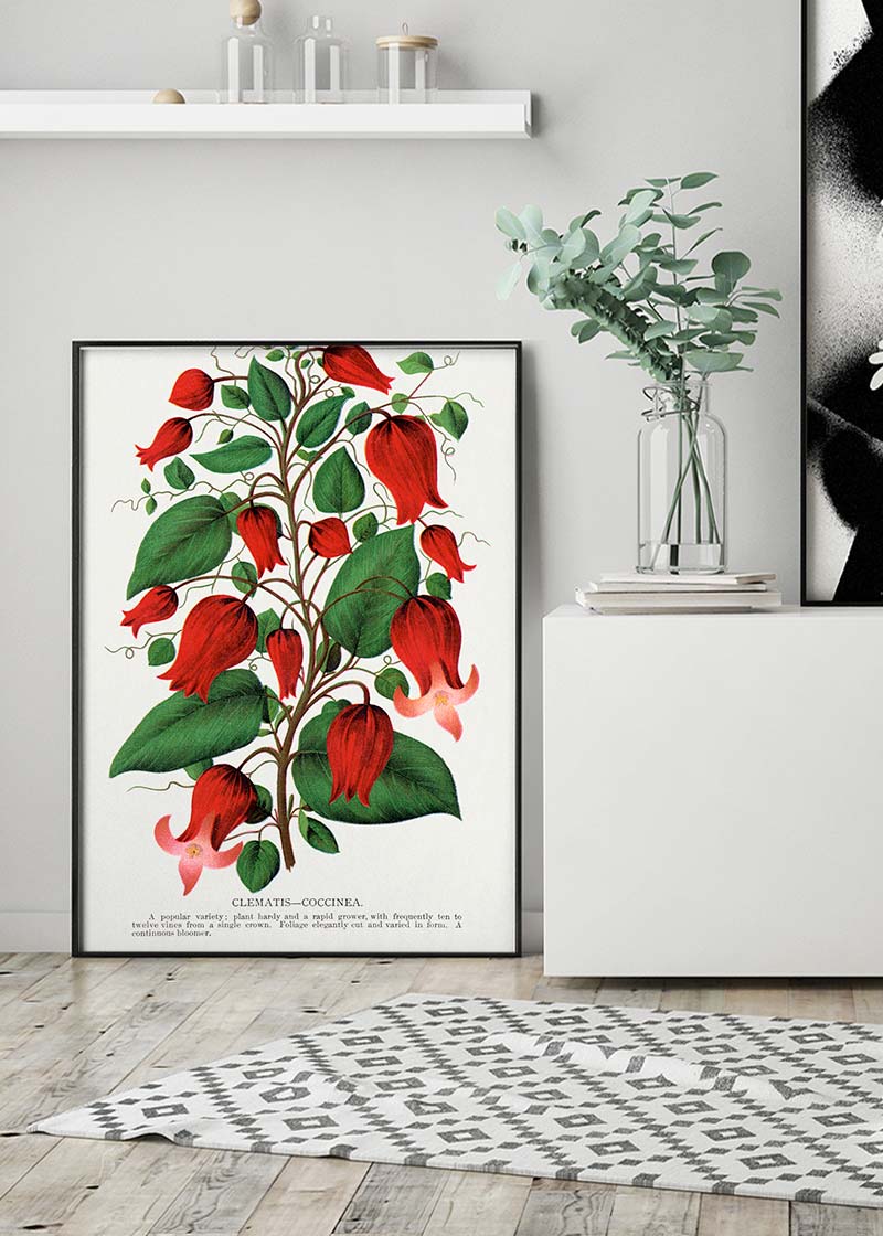 Red flower Clematis Coccinea Vintage Lithograph Print
