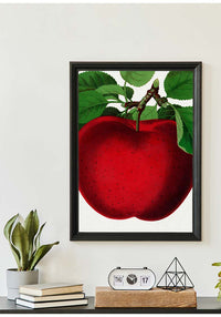Mcintosh red apple Vintage Lithograph Print