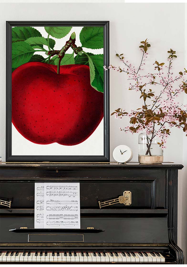 Mcintosh red apple Vintage Lithograph Print