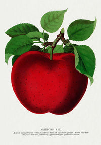 Mcintosh red apple Vintage Lithograph Print