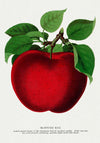 Mcintosh red apple Vintage Lithograph Print