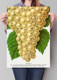 Niagara Grape Vintage Lithograph Print