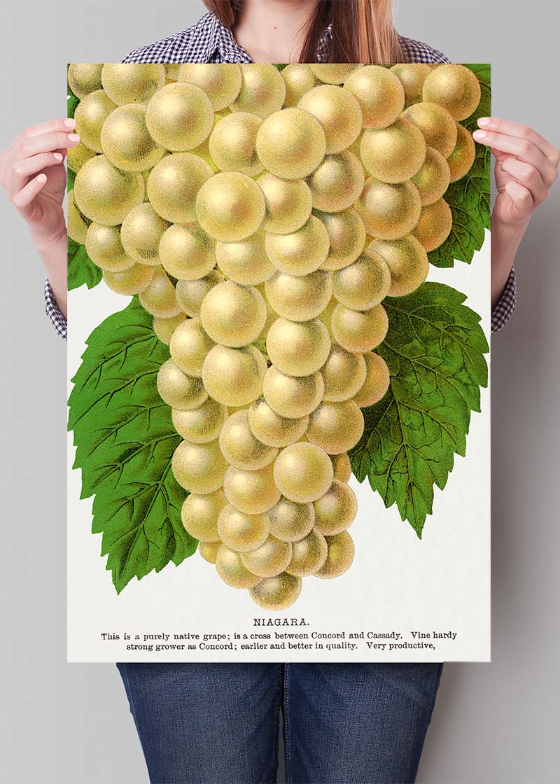 Niagara Grape Vintage Lithograph Print