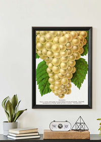 Niagara Grape Vintage Lithograph Print