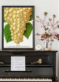 Niagara Grape Vintage Lithograph Print