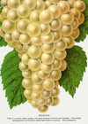 Niagara Grape Vintage Lithograph Print