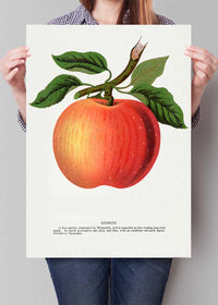Gideon Apple Vintage Lithograph Print