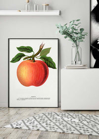 Gideon Apple Vintage Lithograph Print