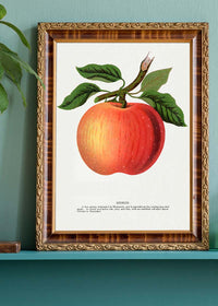 Gideon Apple Vintage Lithograph Print