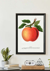 Gideon Apple Vintage Lithograph Print