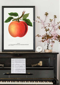 Gideon Apple Vintage Lithograph Print