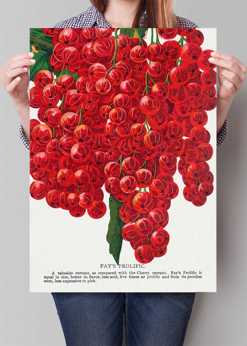 Fay's Prolific Currant Vintage Lithograph Print