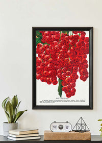 Fay's Prolific Currant Vintage Lithograph Print