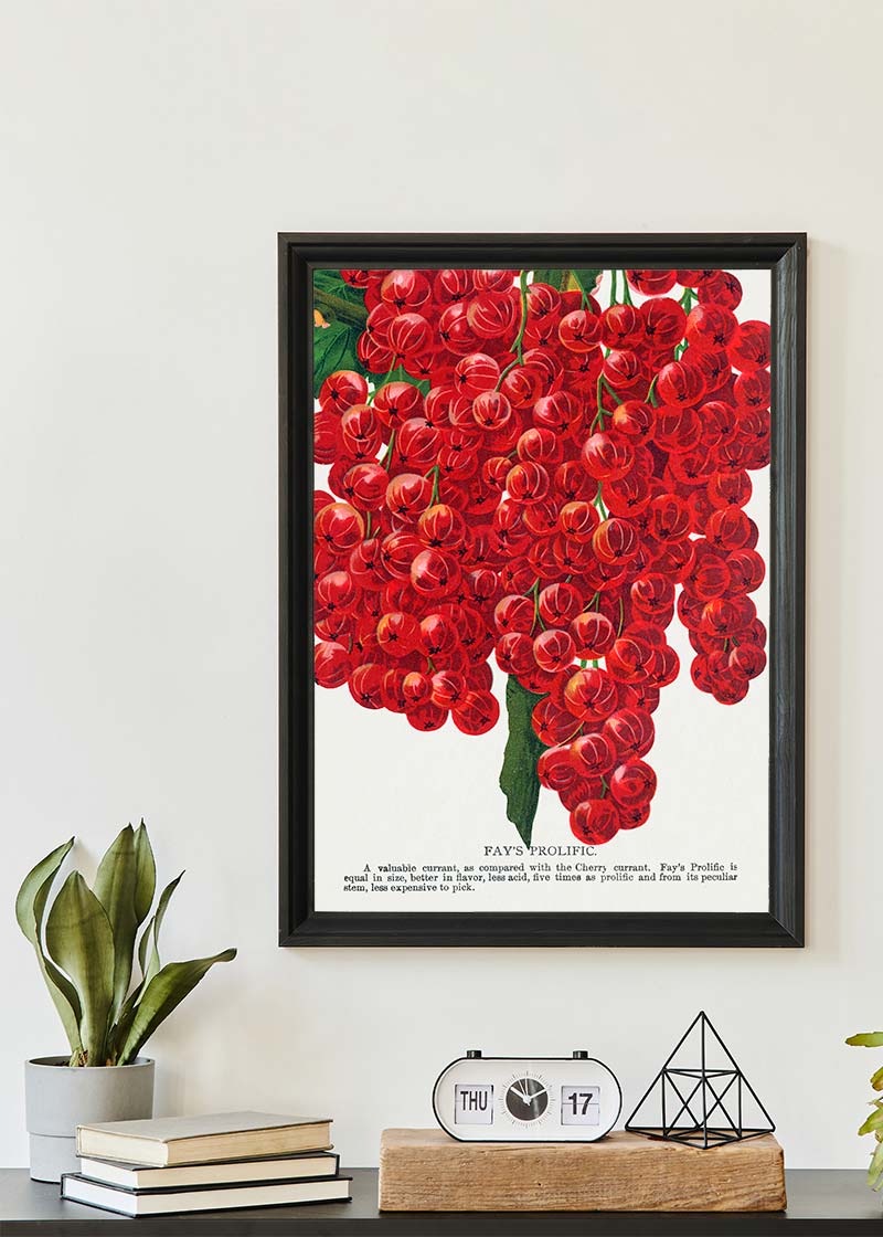 Fay's Prolific Currant Vintage Lithograph Print