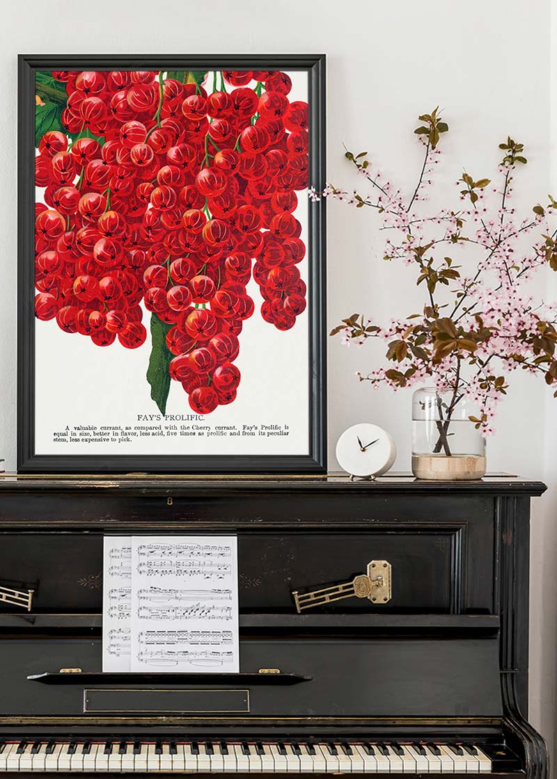 Fay's Prolific Currant Vintage Lithograph Print
