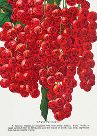 Fay's Prolific Currant Vintage Lithograph Print