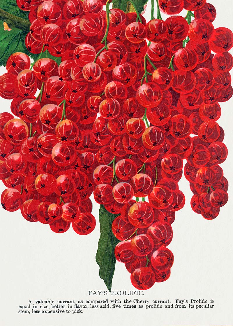 Fay's Prolific Currant Vintage Lithograph Print