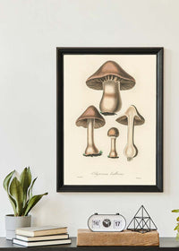Vintage Mushrooms Print - Agaricus Bulbosus