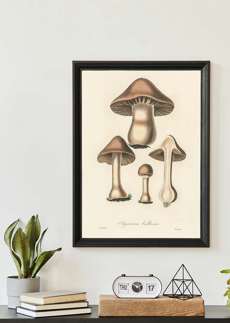 Vintage Mushrooms Print - Agaricus Bulbosus
