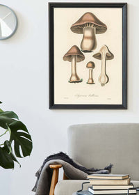 Vintage Mushrooms Print - Agaricus Bulbosus