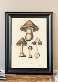 Vintage Mushrooms Print - Agaricus Bulbosus