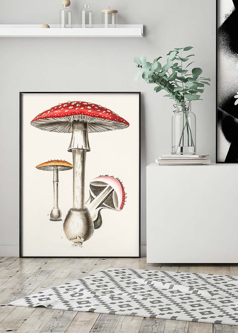 Vintage Red Mushrooms Illustration