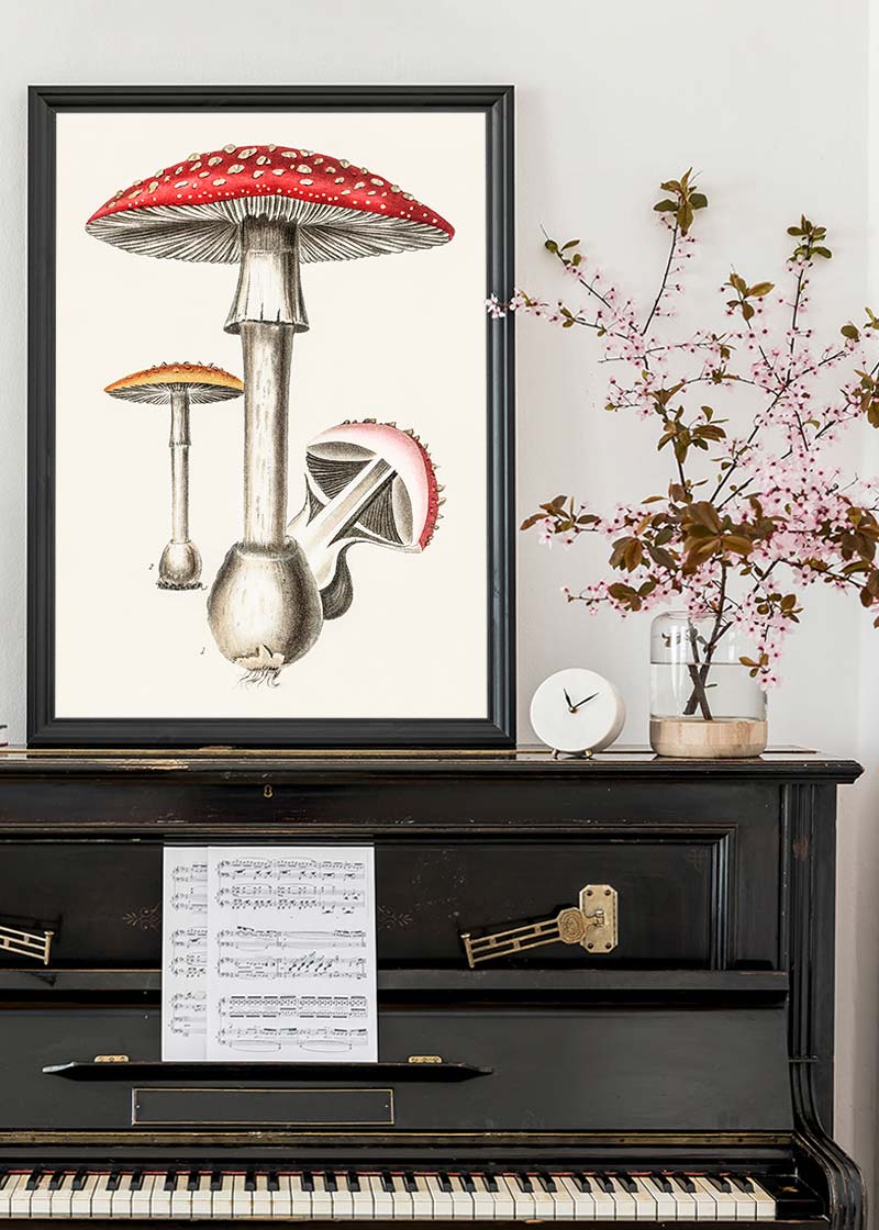 Vintage Red Mushrooms Illustration
