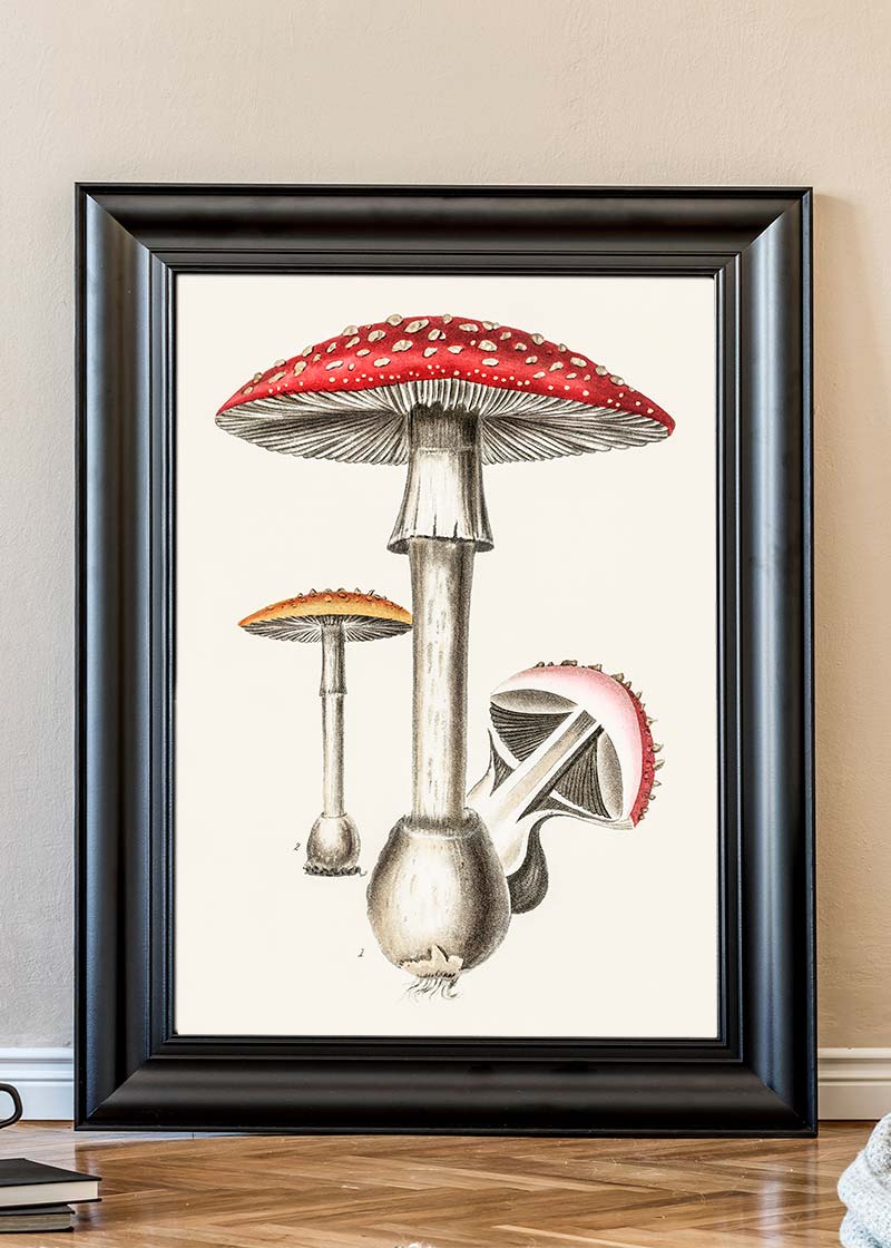 Vintage Red Mushrooms Illustration