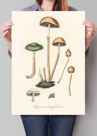 Vintage Mushrooms Print - Agaricus Semiglobatus
