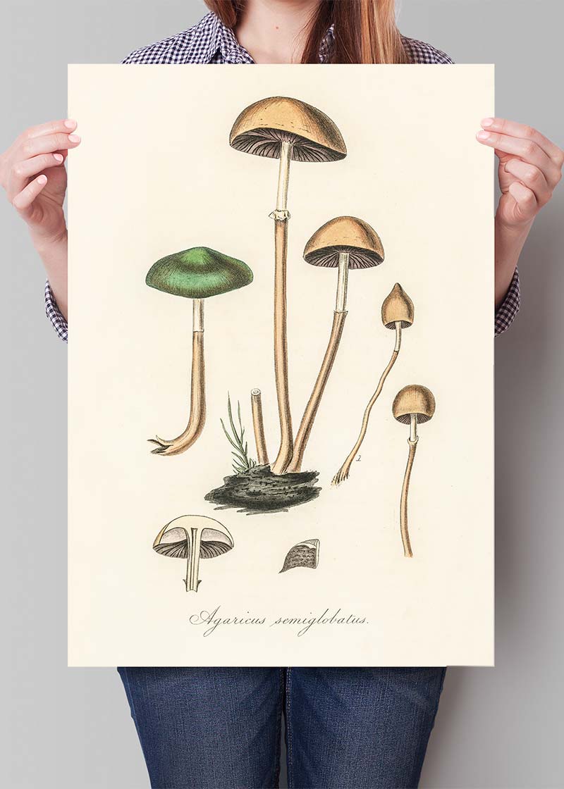 Vintage Mushrooms Print - Agaricus Semiglobatus