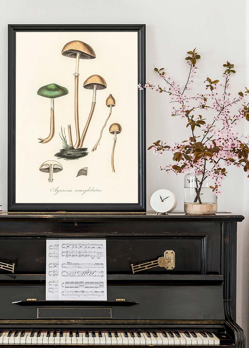 Vintage Mushrooms Print - Agaricus Semiglobatus