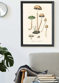 Vintage Mushrooms Print - Agaricus Semiglobatus