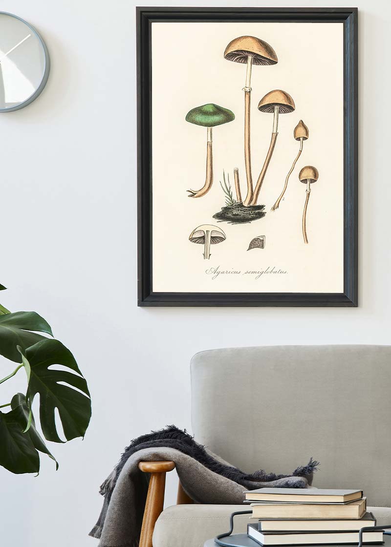 Vintage Mushrooms Print - Agaricus Semiglobatus