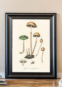 Vintage Mushrooms Print - Agaricus Semiglobatus