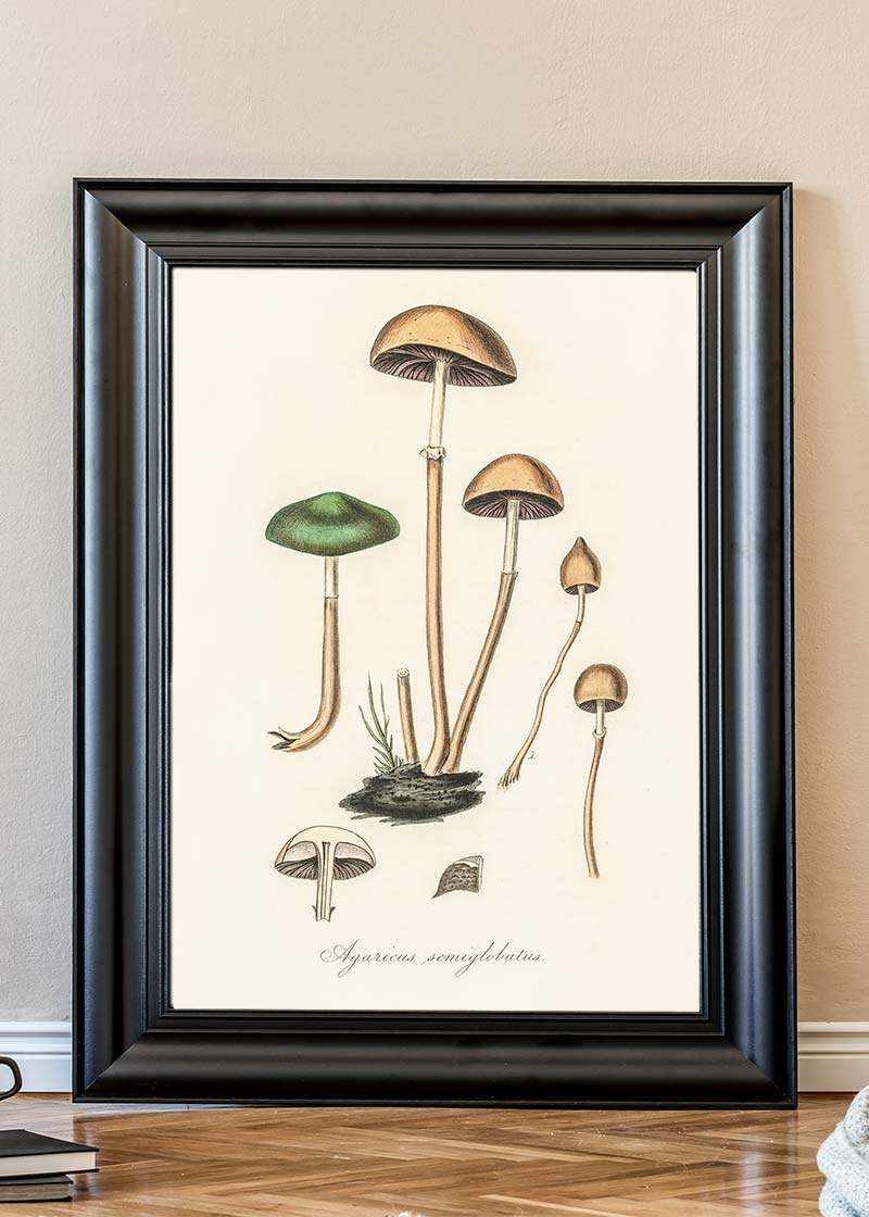 Vintage Mushrooms Print - Agaricus Semiglobatus