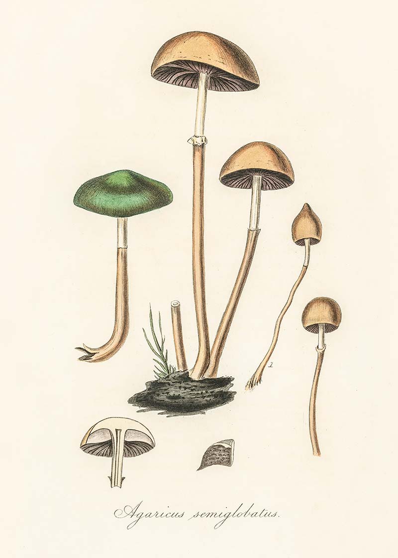 Vintage Mushrooms Print - Agaricus Semiglobatus