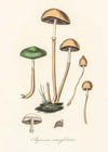 Vintage Mushrooms Print - Agaricus Semiglobatus