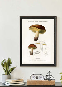 Vintage Champignons Botanique Print