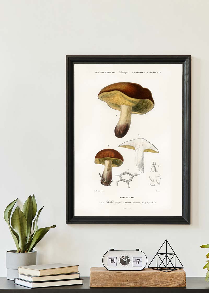 Vintage Champignons Botanique Print