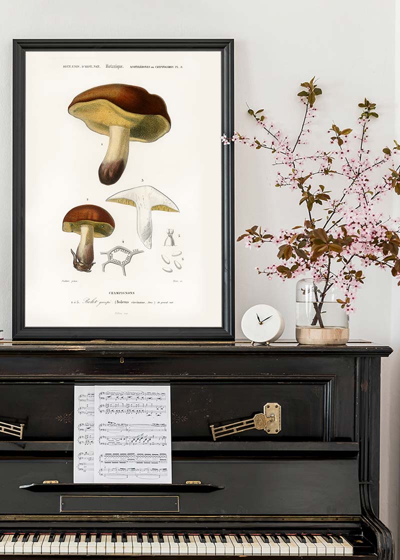 Vintage Champignons Botanique Print
